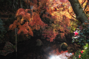 滋賀県米原市醒ヶ井の地蔵川の紅葉です