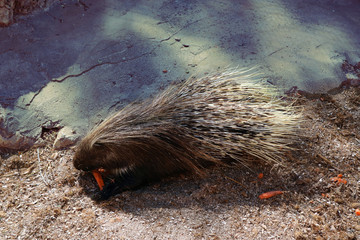 The porcupine has carrots