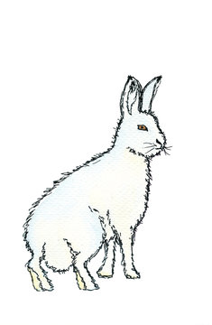 Polar arctic white rabbit. Hand drawing watercolor sketch. Black outline on white background. Colorful illustration. Picture can be used in greeting cards, posters, flyers, banners, logo, further