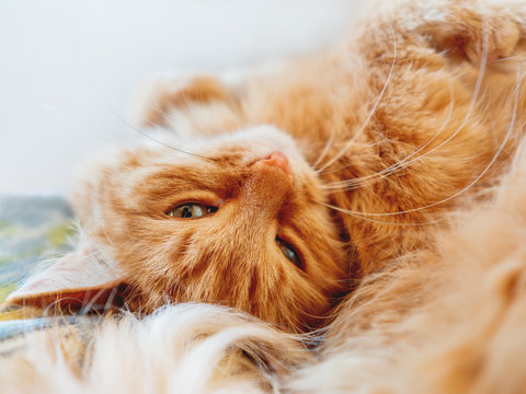 Cute ginger cat is dozing. Close up photo of fluffy pet face. Domestic animal is staring in camera. Macro photo of cat's eye and nose.