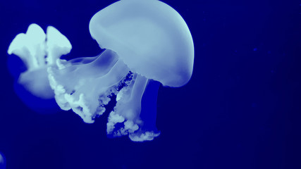 Beautiful colorful jellyfish in aquarium. Jellyfish from sea.
