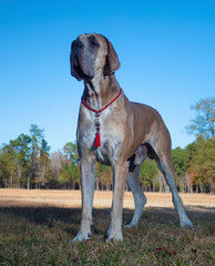 Great Dane purebred standing on an autumn field