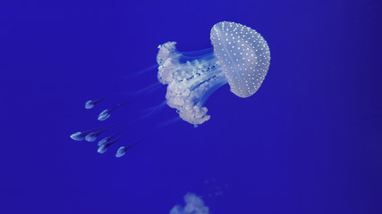 Naklejka premium Beautiful colorful jellyfish in aquarium. Jellyfish from sea.