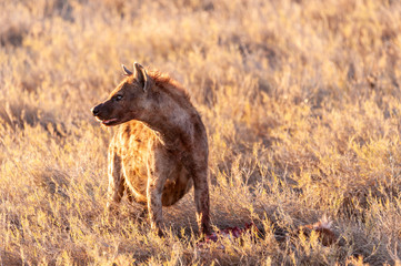 Close-up of a spotted Hyena - Crocuta crocuta- with a prey, seen during the golden hour of sunset in Etosha national Park, Namibia.