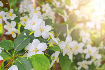 Apple blossom against the background of nature in spring white flowers in the sun