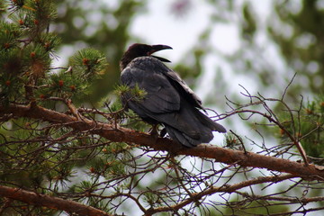 bird crow