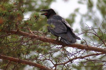 bird crow