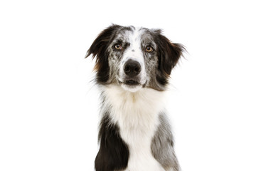 Portrait attentive blue merle border collie looking at camera, Isolated on white background.