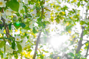 Apple blossom against the background of nature in spring white flowers in the sun