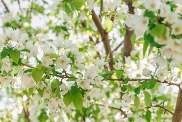 Apple blossom against the background of nature in spring white flowers in the sun