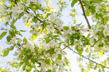 Apple blossom against the background of nature in spring white flowers in the sun