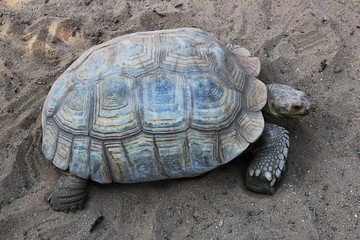 A large turtle is crawling in the sand