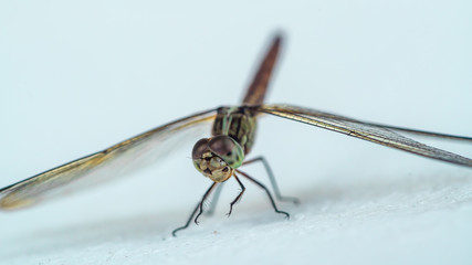 dragonfly closeup frontal shot wide