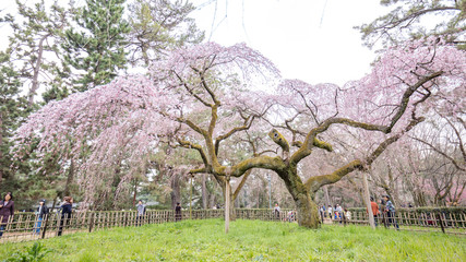 京都府 近衛邸跡 桜