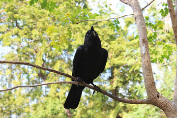 Crow perched on a branch in the park