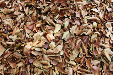 Brown leaves fell on the floor as a background