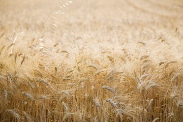 Fototapeta premium 17980038