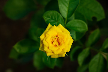 yellow rose on green background