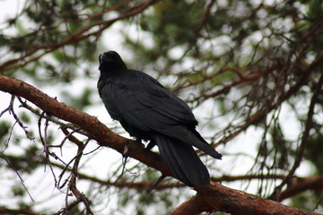 bird crow