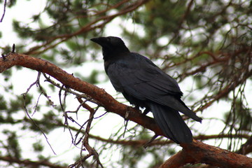 bird crow