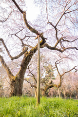 京都府 近衛邸跡 桜