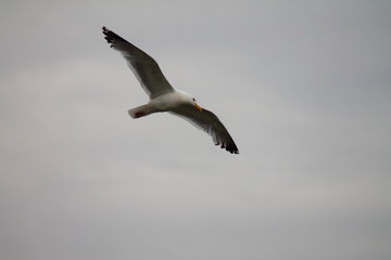 Fototapeta na wymiar Baikal seagull