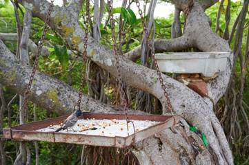 Feeding dish of Shatrunjaya mountain approach Palitana,Gujarat,India