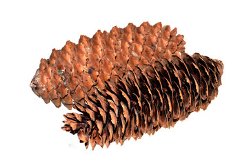 bump isolated on white background