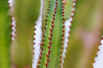 Cactus close up