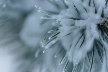 Fototapeta premium Mrożona sosna