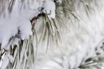 Foto op Canvas Frozen pine © Galyna Andrushko