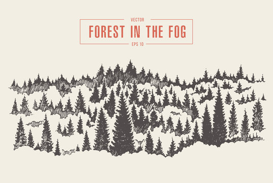 Misty fog pine forest mountain drawn vector sketch