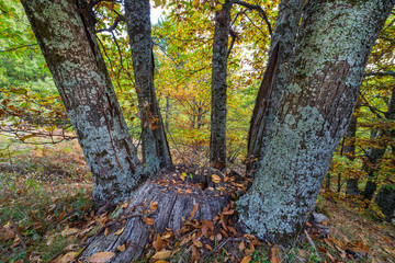 Castañar del Linar en Casillas. Avila. España. Europa.