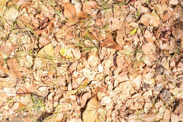 Ground under the tree