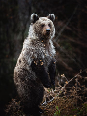 Alerted European brown bear standing on hind legs in the wilderness forest. Dangerous wild animal in Transylvania,Romania,Europe.
