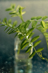 green shoots from a transparent jar