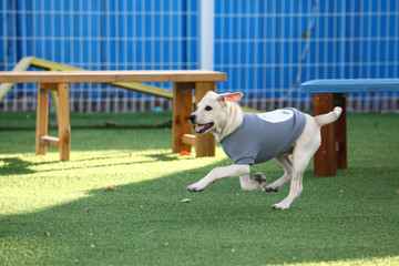 Happy puppies in a private playground	