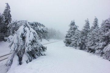 Winter forest in white snow and railroad track. Forest in winter on a snowy day.