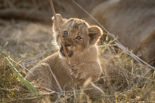 Small Lion cub chewing a stick, South Africa