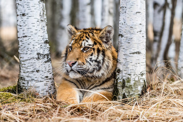 Siberian Tiger running. Beautiful, dynamic and powerful photo of this majestic animal. Set in environment typical for this amazing animal. Birches and meadows