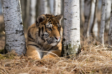 Siberian Tiger running. Beautiful, dynamic and powerful photo of this majestic animal. Set in environment typical for this amazing animal. Birches and meadows