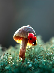 ladybug on a mushroom