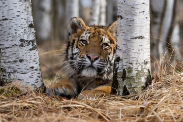 Siberian Tiger running. Beautiful, dynamic and powerful photo of this majestic animal. Set in environment typical for this amazing animal. Birches and meadows