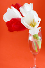 White Tulips on a red background