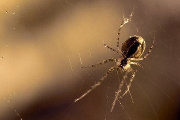 spider on a web with drops