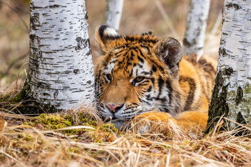 Siberian Tiger running. Beautiful, dynamic and powerful photo of this majestic animal. Set in environment typical for this amazing animal. Birches and meadows