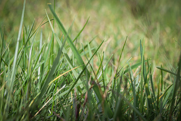 Close-up of green fresh grass