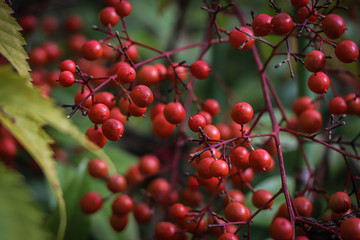 Obraz premium Fresh holly-like plant (red)