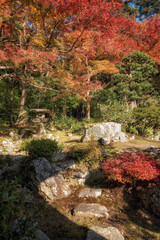滋賀県米原市の青岸寺の紅葉美しい庭園の風景です