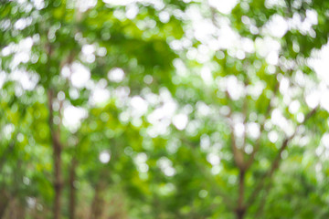 Obraz na płótnie Canvas Abstract green bokeh out of focus background from tree in nature